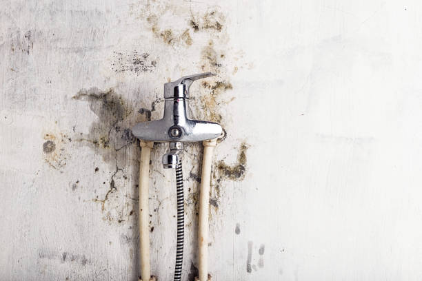 Best Black Mold Removal  in Milford, DE
