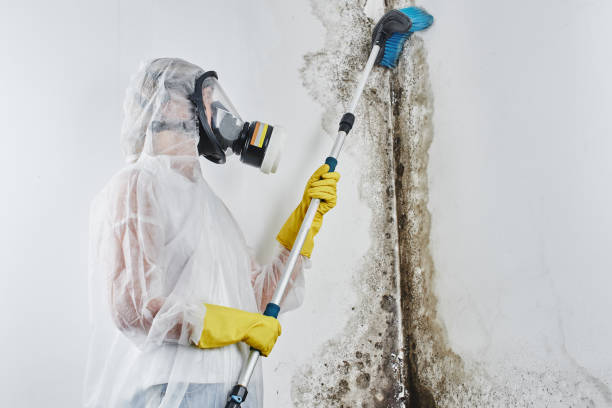 Professional Mold Removal in Milford, DE