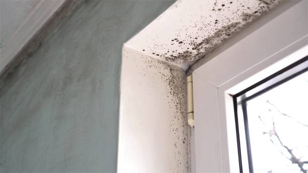 Best Home Mold Removal  in Milford, DE
