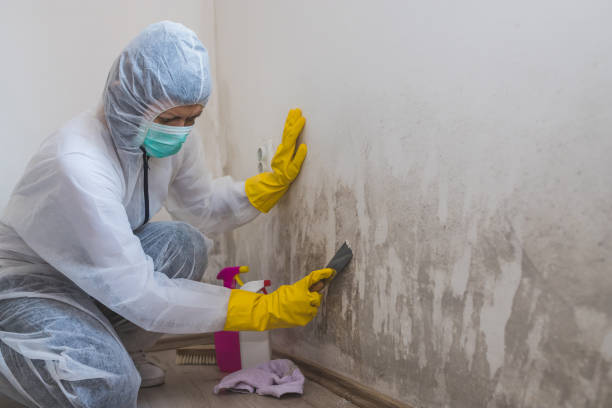 Best Office Mold Removal Services  in Milford, DE