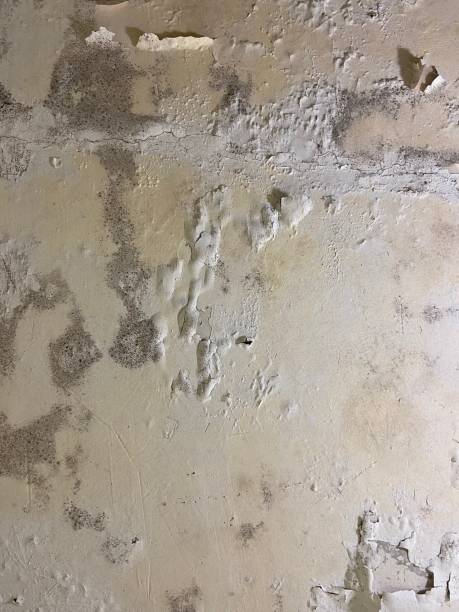 Best Mold Remediation  in Milford, DE