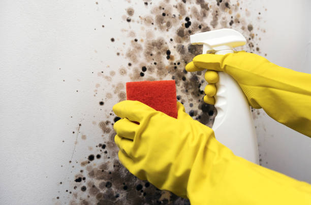 Mold Testing and Removal in Milford, DE