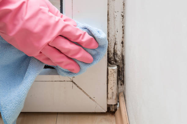Best Crawl Space Mold Removal  in Milford, DE