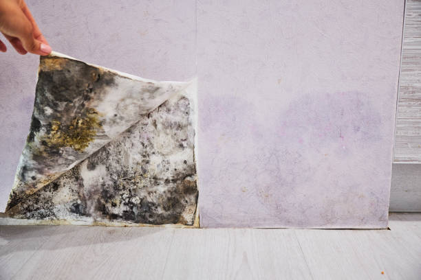 Best Fast Mold Removal  in Milford, DE